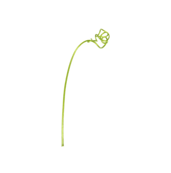 Zielony Liść Bluszczu Izolowany Białym Tle — Zdjęcie stockowe