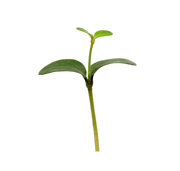 Green Sapling Plant Isolated White Background — Stock Photo, Image