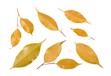 Toplama kuru eski yapraklar beyaz arkaplanda izole edilmiş