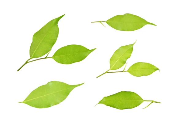 Collection Back Leaves Isolated White Background — Stockfoto