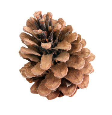 Beyaz arkaplan üzerinde çam kozalakları izole