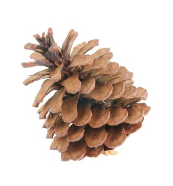 Beyaz arkaplan üzerinde çam kozalakları izole