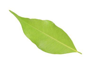 Beyaz üzerinde yeşil yaprak