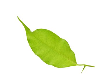 Beyaz üzerinde yeşil yaprak