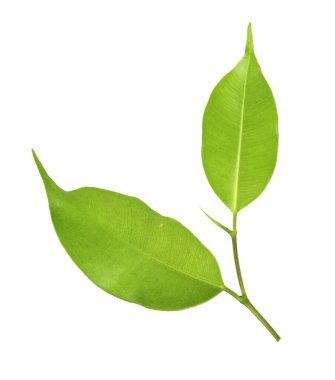 Beyaz üzerinde yeşil yaprak