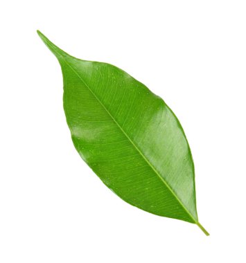 Beyaz üzerinde yeşil yaprak