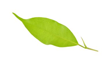 Beyaz üzerinde yeşil yaprak