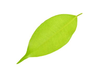 Beyaz üzerinde yeşil yaprak