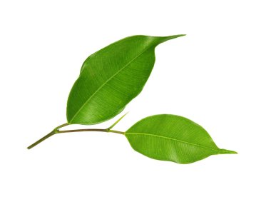 Beyaz üzerinde yeşil yaprak