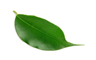 Beyaz üzerinde yeşil yaprak