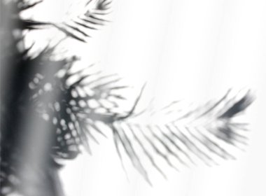 Beyaz bir arka planda soyut siyah palmiye yaprağı. Boş kopyalama alanı.