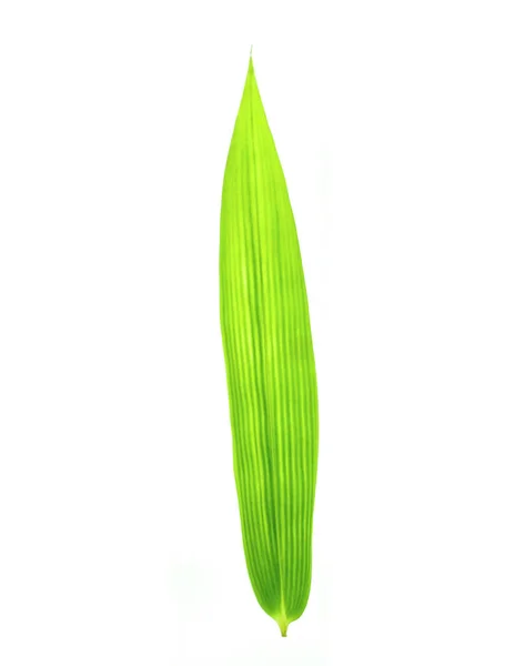 Foglia Bambù Sfondo Bianco — Foto Stock