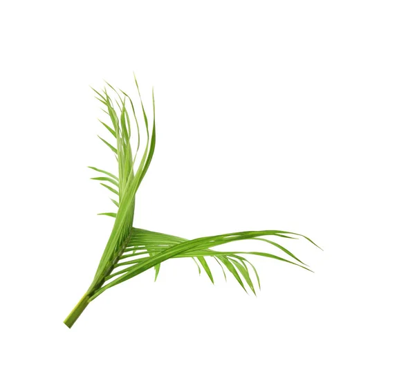 Green Leaf Palm Tree White Background — Stock Photo, Image