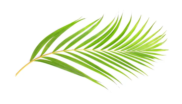 Hoja Verde Palmera Sobre Fondo Blanco — Foto de Stock