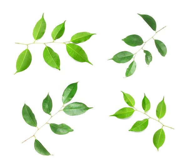 Sammlung Frischer Grüner Blätter Zweige Auf Weißem Hintergrund — Stockfoto