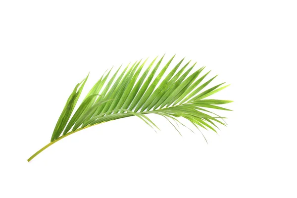 Groene Palmblad Witte Achtergrond Stockafbeelding