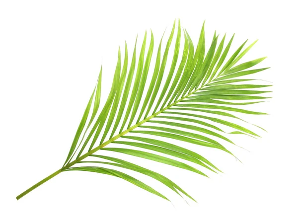 Groene Palmblad Witte Achtergrond Stockfoto