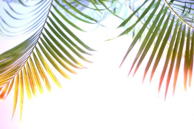 Beton duvarda yeşil bir yaprak ve gölgeler. Beyaz arka plan.