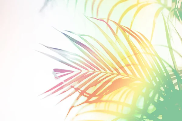 Abstract Colorful Palm Leaves Natural Background Soft Image Summer — Stock Photo, Image