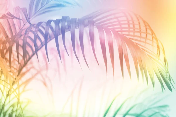 Abstract Colorful Palm Leaves Natural Background Soft Image Summer — Stock Photo, Image