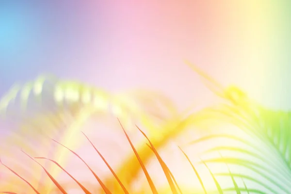 Abstrakcyjne Kolorowe Liście Palmy Naturalne Tle Często Obraz Lato — Zdjęcie stockowe