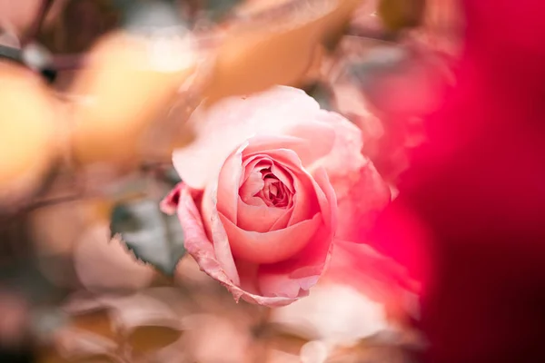 Beautiful pink rose, close up shot. Macro flower. Blooming roses.
