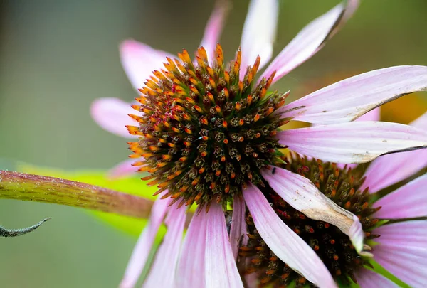 Ekinezya yakın çekim. Bitki yetiştiren bitkiler. Echinacea purpurea 'nın makro fotoğrafı - tıbbi bitki.