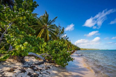 Punta Cana 'daki Bavaro plajı, Domincan republc. Palmiyelerle dolu tropik plajda sıcak güneşli bir gün..