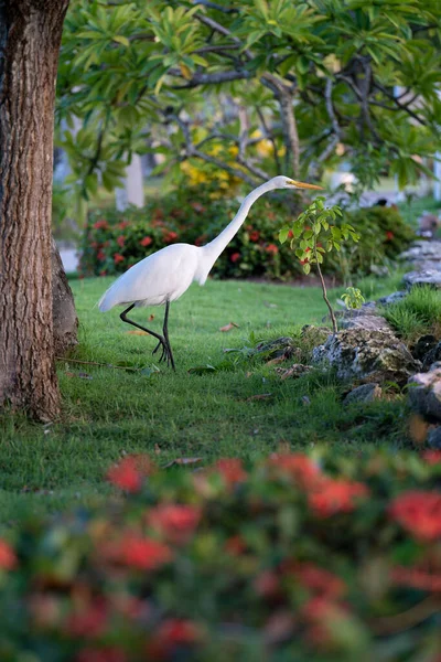 Beyaz balıkçıl Domincan Cumhuriyeti 'ndeki otel tesisinde yiyecek arıyor..