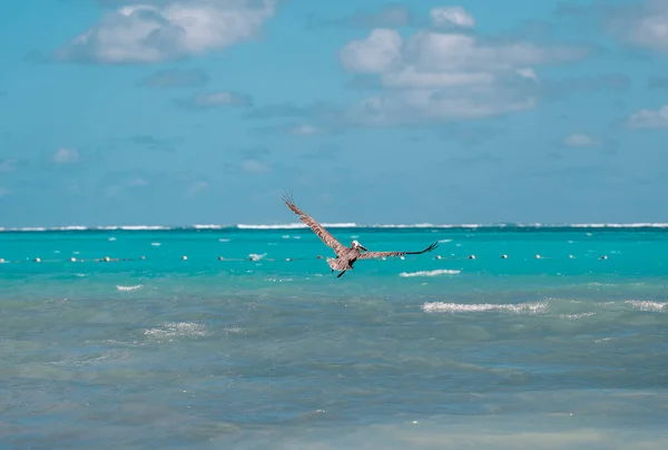 Der Pelikan Auf Fischjagd Der Dominikanischen Republik Großaufnahme Von Wildem — Stockfoto