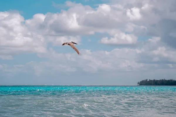 Pelikan, Dominik Cumhuriyeti 'nde balık avlıyor. Atlantik Okyanusu 'ndaki vahşi Pelikan' a yaklaş.