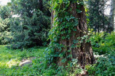 Yaz manzarası, bol yeşillik.
