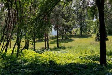 Yaz manzarası, bol yeşillik.