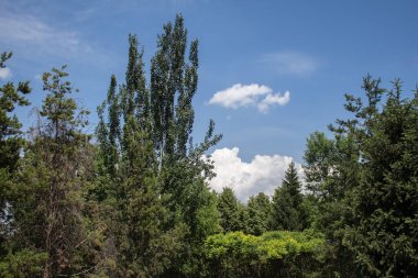 Yaz manzarası, bol yeşillik.