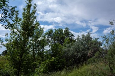 Yaz manzarası, bol yeşillik.
