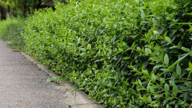 Yaz manzarası, bol yeşillik.