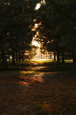 Sonbahar manzarası, bir sürü yeşillik.