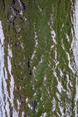 Ağaç kabuğu yakın.