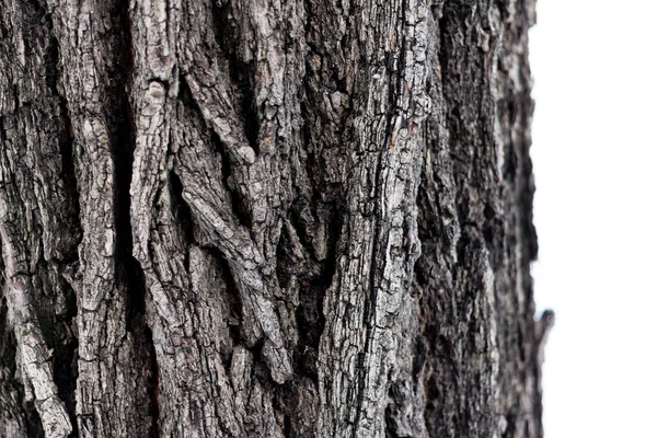 Παλιός Φλοιός Δέντρου Κοντά — Φωτογραφία Αρχείου