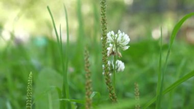 Beyaz yeşil çimen çiçek.