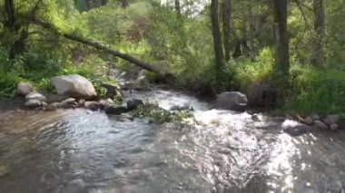 Ormanda akan bir nehir, arka planda.