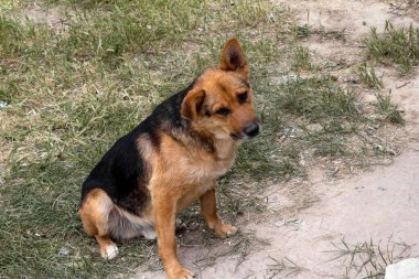 Üzgün köpek yolda oturuyor.