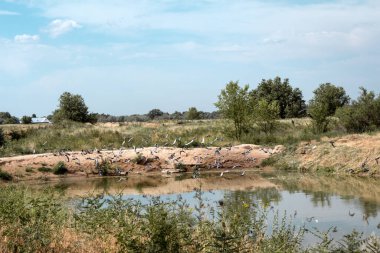 Yaz manzarası, kuşlar sudan havalanır.
