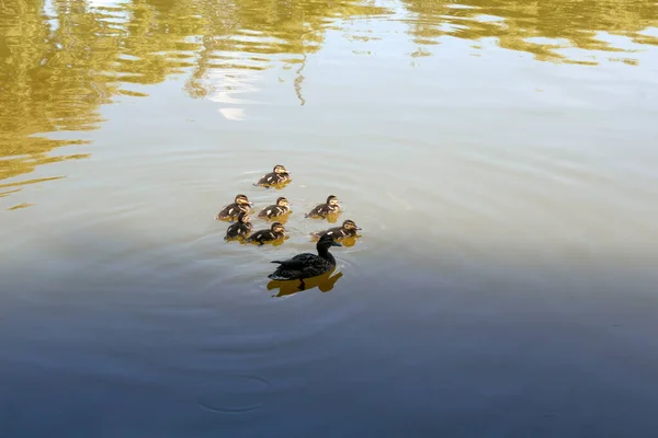 Gölün Kenarında Bir Ördek Ailesi — Stok fotoğraf
