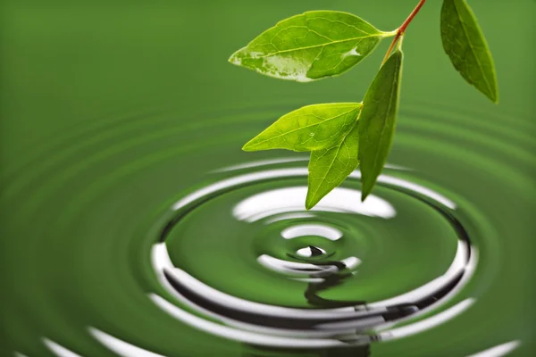 Hoja verde con ondulación de agua — Foto de Stock