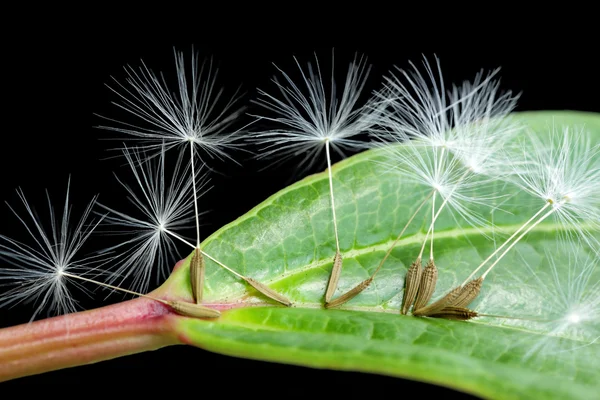 Semillas de diente de león sobre hoja verde — Foto de Stock