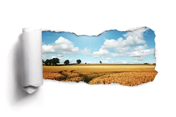 Papel rasgado sobre uma paisagem de campo de trigo de verão — Fotografia de Stock