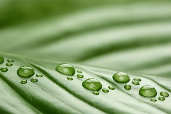 Footprint water drops on leaf — Stock Photo, Image