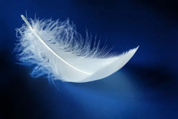 White feather — Stockfoto