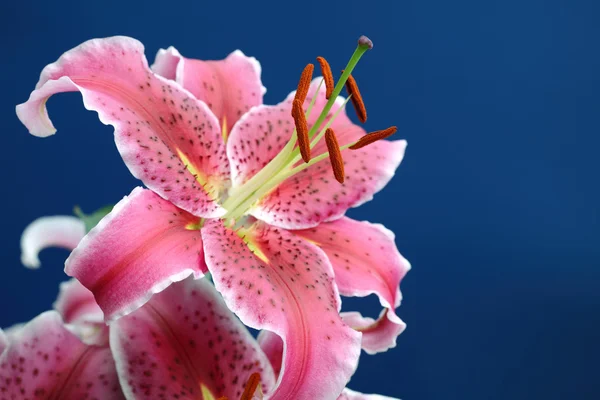 Розовая звёздчатая лилия — стоковое фото
